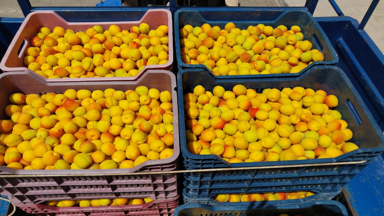 Mersin'de kayısı sezonu açıldı! Kilosu 500 TL’den satıldı