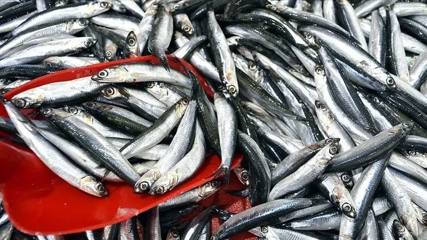 Türkiye'nin 3 aylık hamsi ihracatı 3,1 milyon doları aştı
