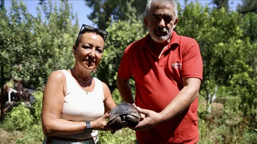 Kaplumbağanın kırık kabuğu ahşap ustasının dokunuşuyla onarıldı