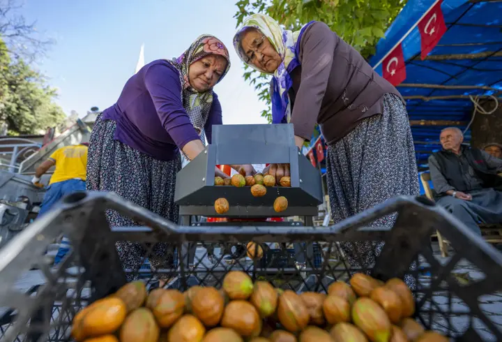 Mersin Büyükşehir’den üreticilere ceviz soyma makinesi desteği