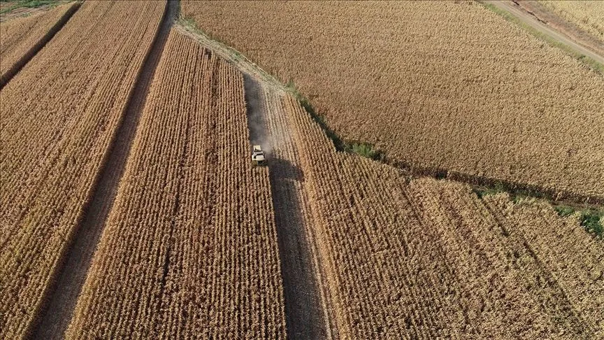 Rusya bu yıl asgari 135 milyon ton tahıl hasadı bekliyor