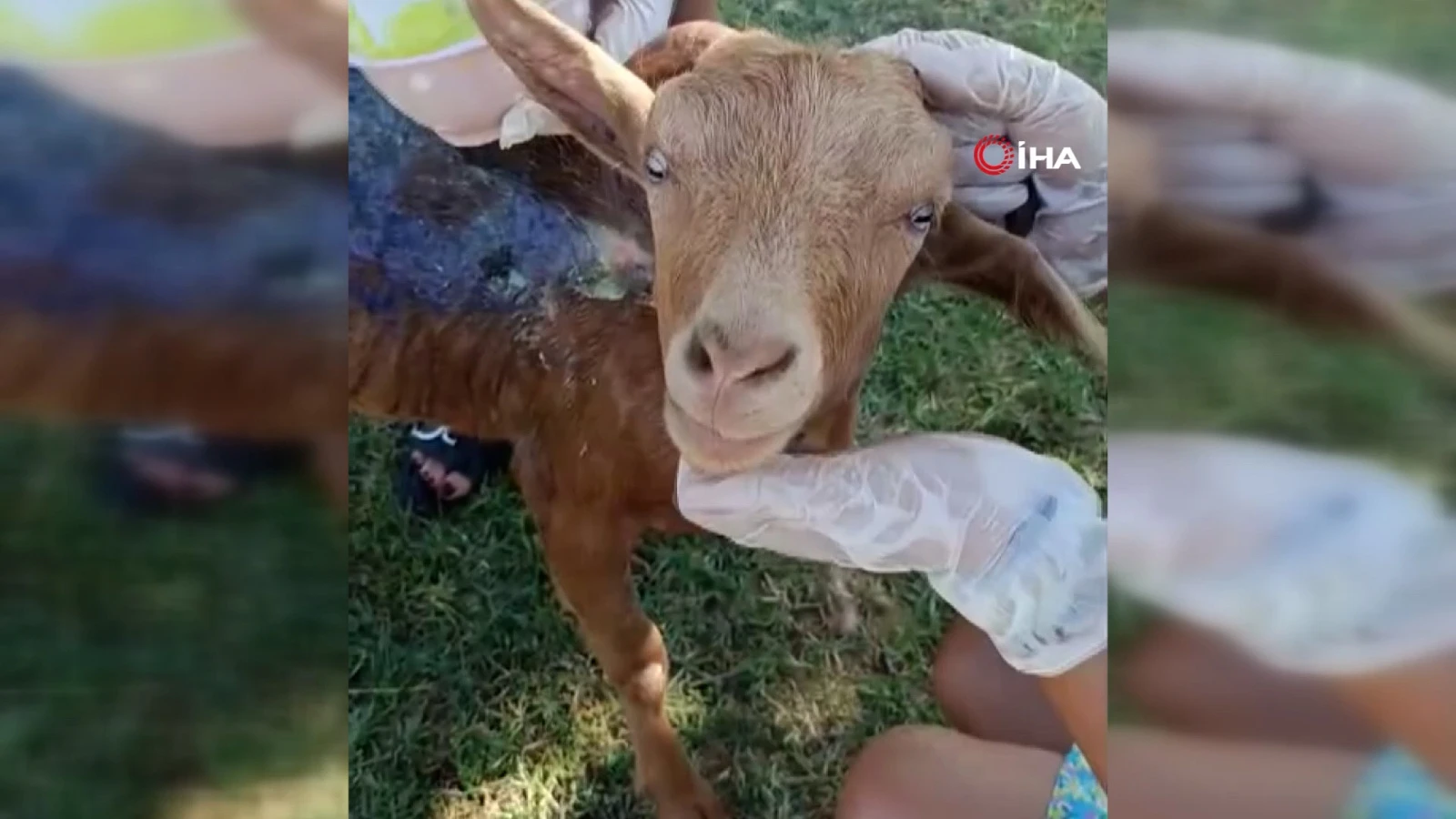 Çanakkale'de orman yangınında yanan keçi tedavi altına alındı