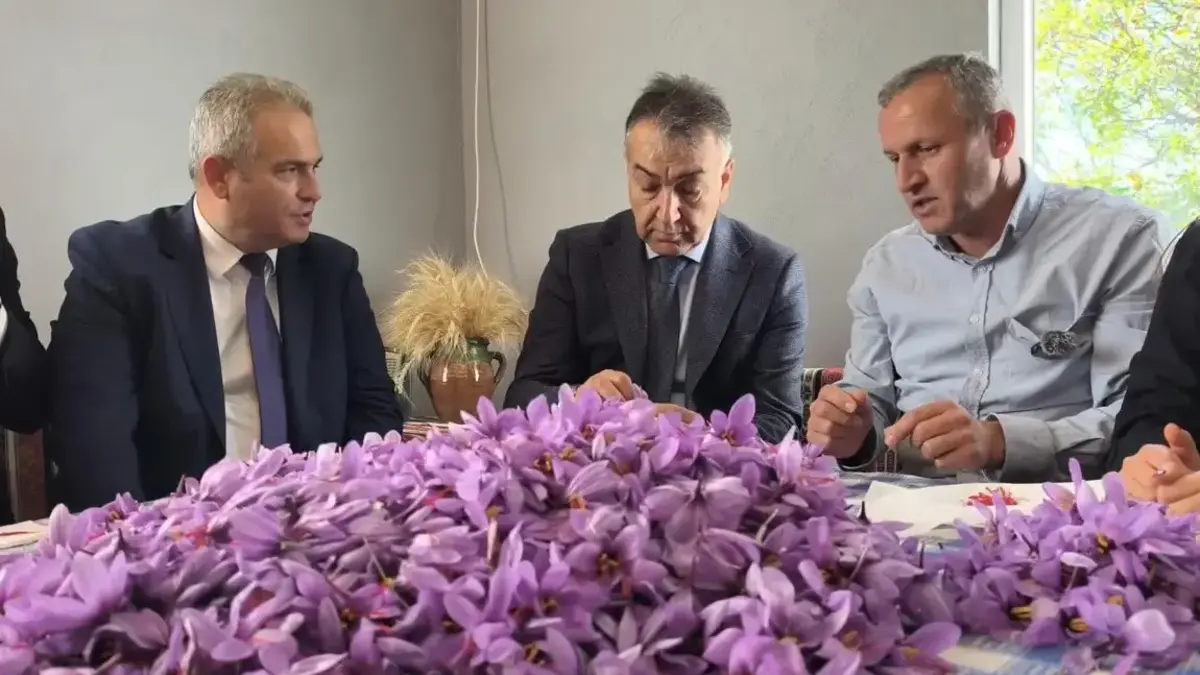 Safranboluda Safran Hasadı Sürüyor; Kilosu 800 Bin TL