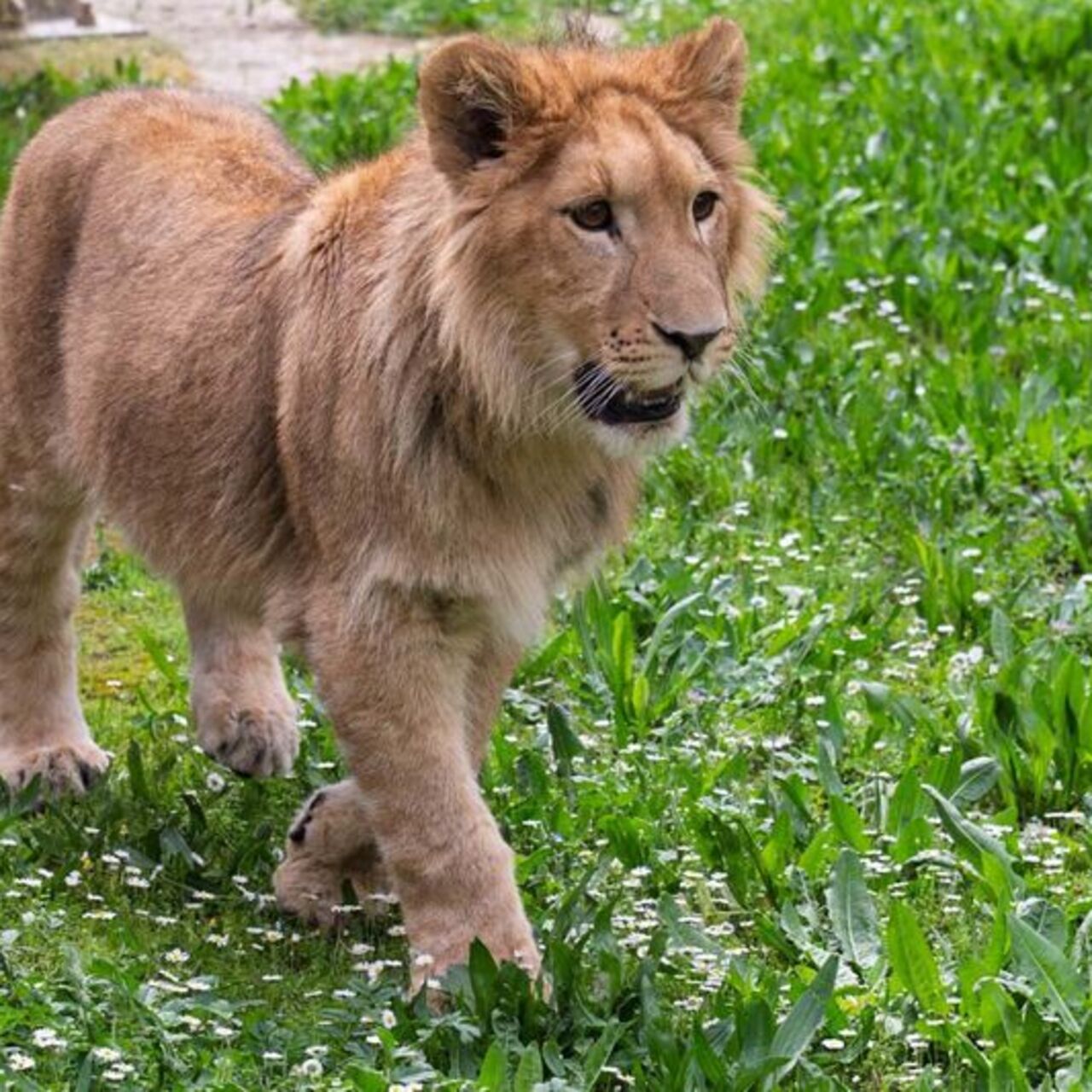 İsmi anketle belirlenmişti! Genç aslan Pars, başka aslan tarafından öldürüldü