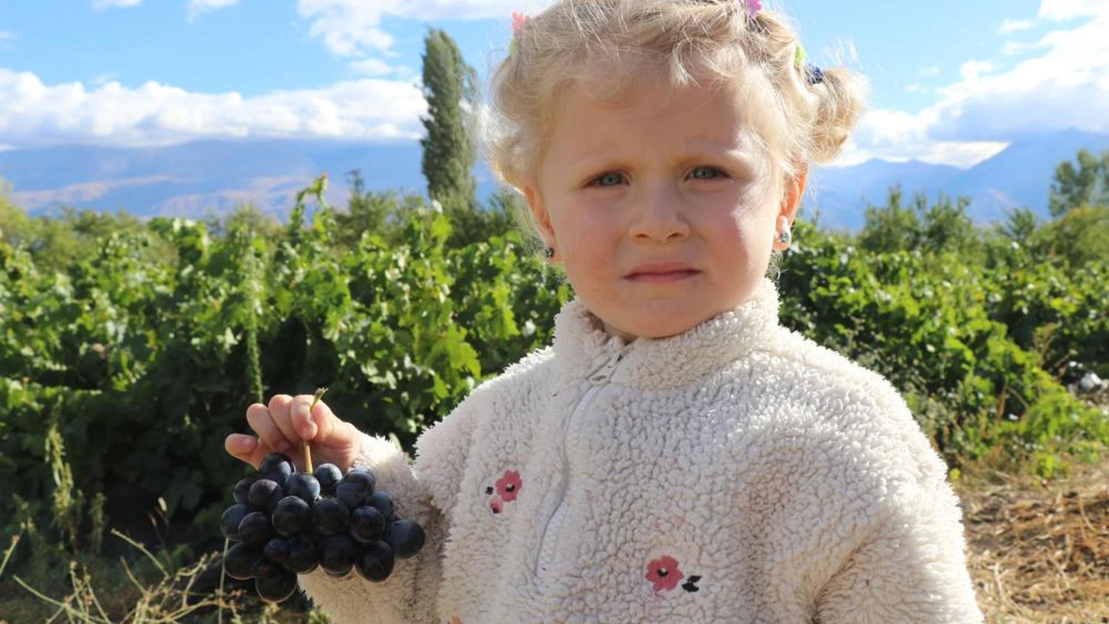Az şekerli, bol lezzetli: Cimin üzümünde hasat zamanı