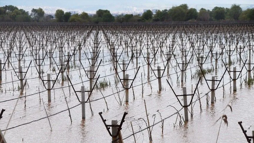 Manisa'da Gediz Nehri'nin taşması sonucu bağlar su altında kaldı