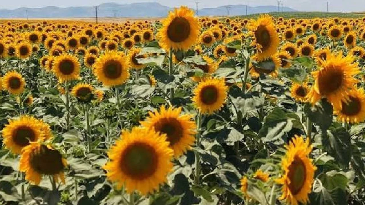 Tigem 211,9 Ton Yağlık Ayçiçeği Satacak