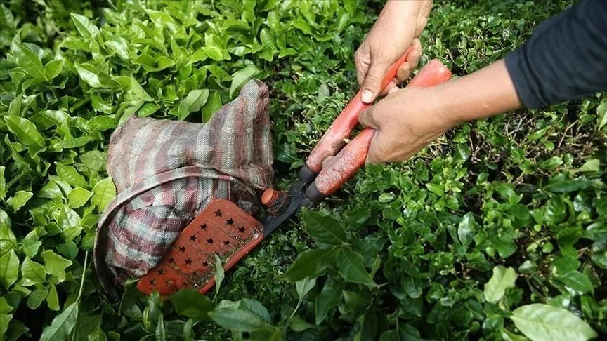 Türk çayının ihracat geliri ocakta yüzde 66 arttı