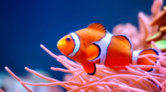 Kayıp Balık Nemo filmiyle ünlenen renkli balıklar neden zayıflıyor?