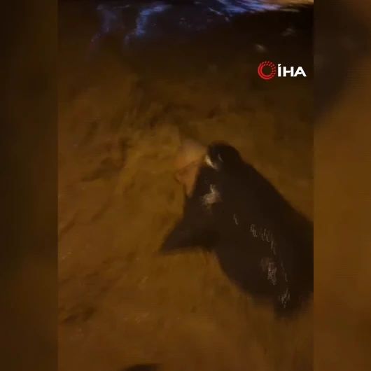 Yalova Armutlu'da Sağanak Yağış Sele Dönüştü: Sel Sularına Kapılan Kişiyi Vatandaş Kurtardı