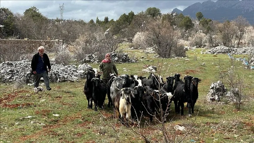 Antalya'da kaybolan keçiler köylülerin ve jandarmanın çabasıyla bulundu