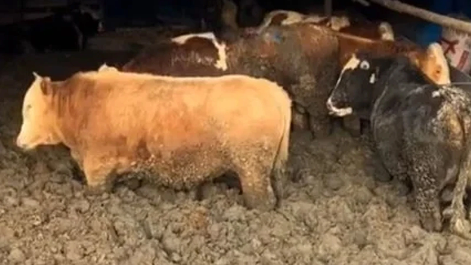 Hayvanları kilo alsınlar diye çamura sapladılar!