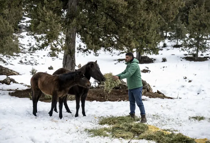 Toros Dağları’ndaki yılkı atlarına yiyecek desteği 