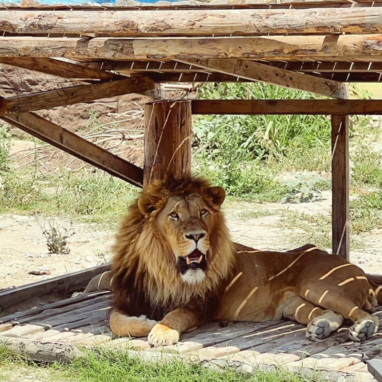 Antalya'da aslan paniği! 1 kişiyi ağır yaraladı!