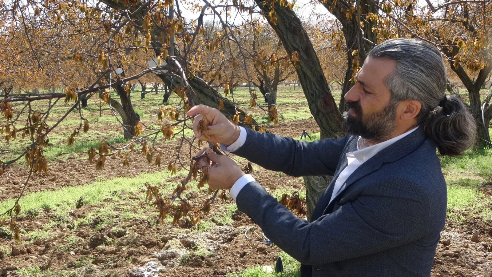 Zirai dondan etkilenen kayısı ağaçları için önemli uyarı