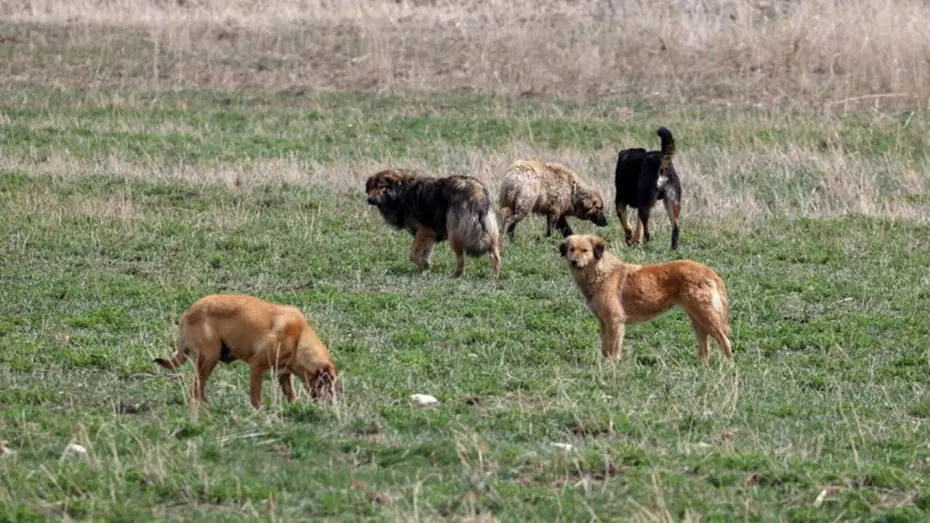AYM, sokak hayvanları düzenlemesi kararının gerekçesini açıkladı