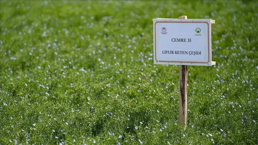 İzmir'de kuraklığa dayanıklı geliştirilen keten tohumları tanıtıldı