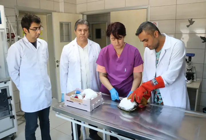 Kaplumbağa 'Tosbik'in kırılan kabuğuna diş dolgu malzemeli tedavi
