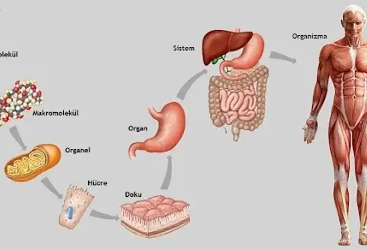 Organın Dokudan Farkı Nedir? Organ İle Doku Farkları Nelerdir?