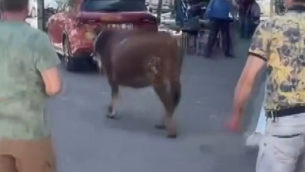 Sahibinin kaçan kurbanlık, mahalleliyi peşinden koşturdu