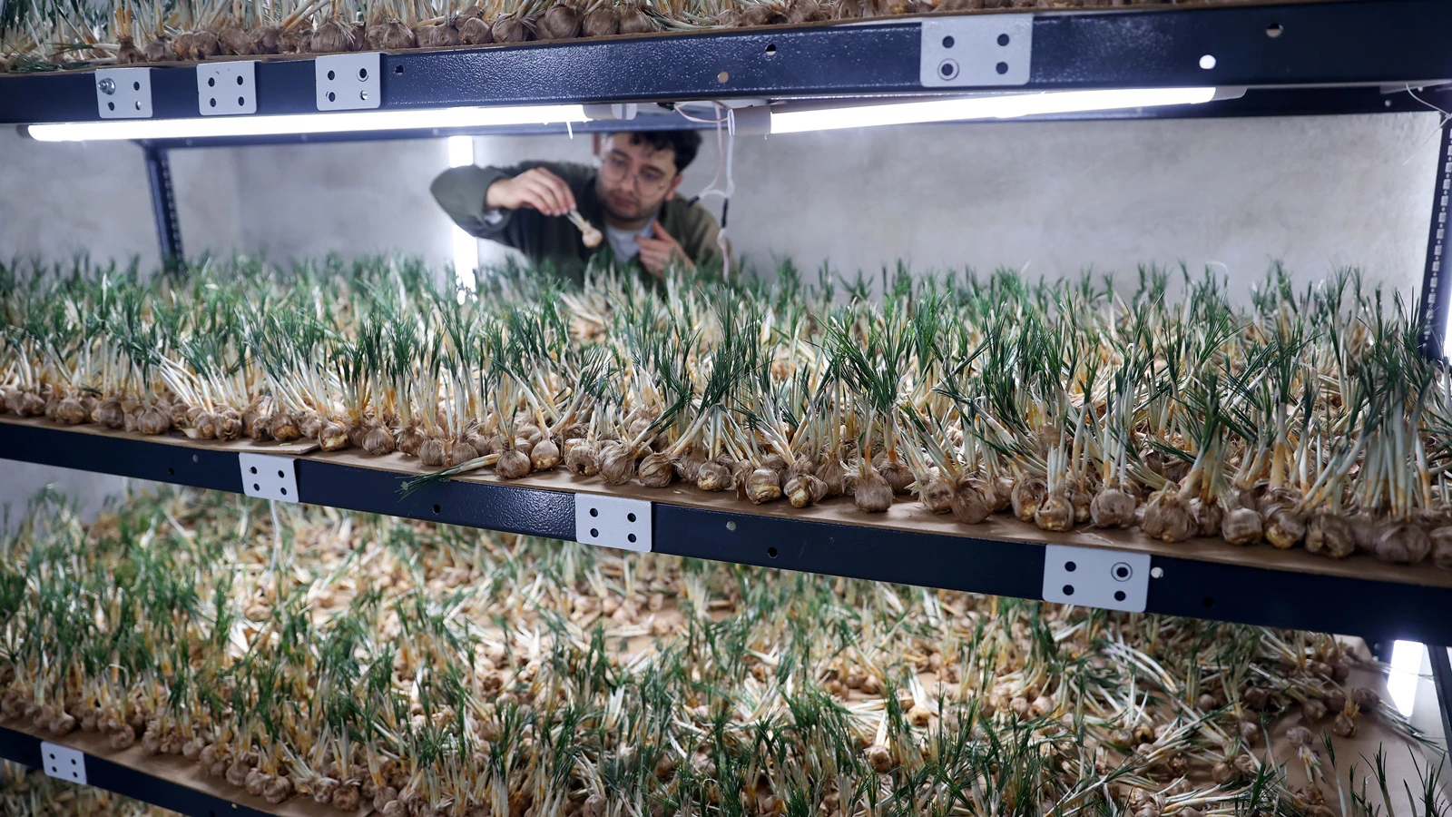 14 metrekarelik bir alanda üretti, ilk hasadı yaptı: 5 kilosuna ev alınır!