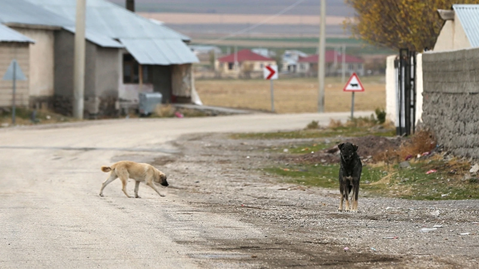 Zehirlendikleri öne sürülen 6 sokak köpeği ile 2 kedi öldü