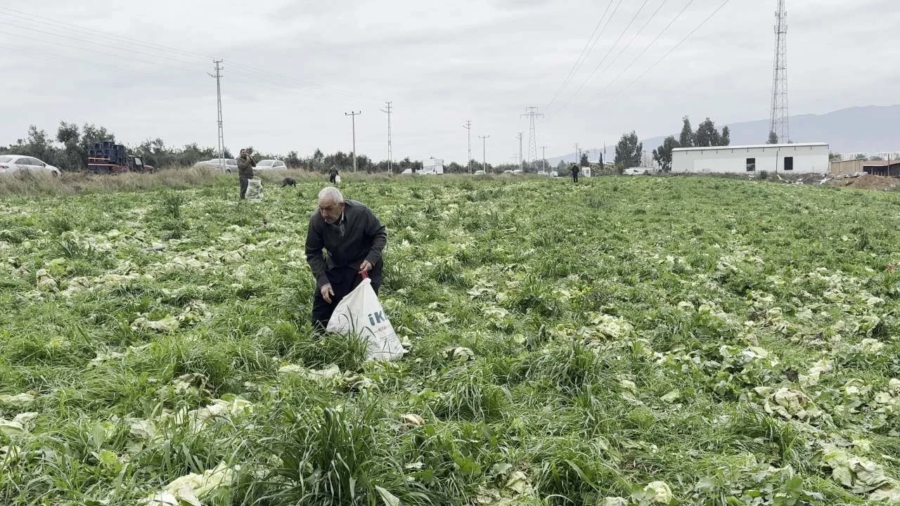Markette 75 TL, tarlada bedava: Maliyetini karşılamayınca ücretsiz dağıttı
