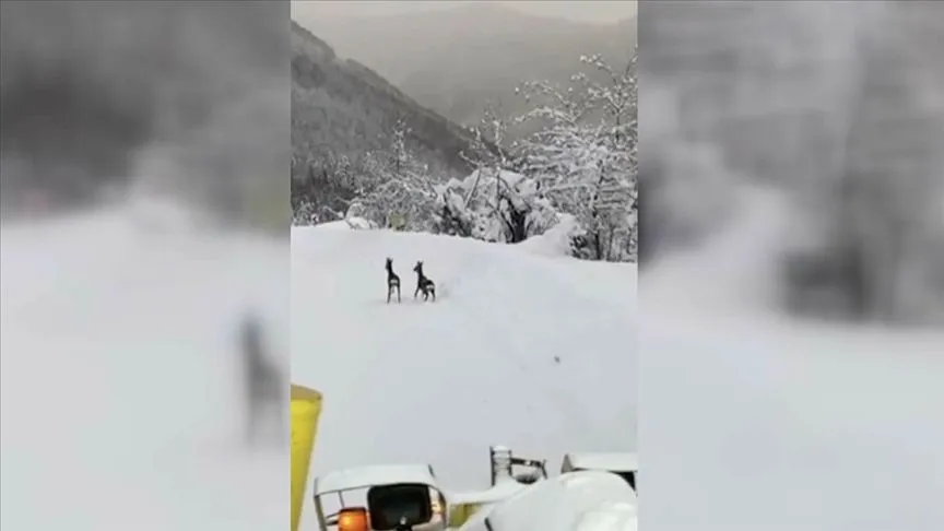 Sinop'ta karacaların kar küreme aracına eşlik ettiği anlar kamerada