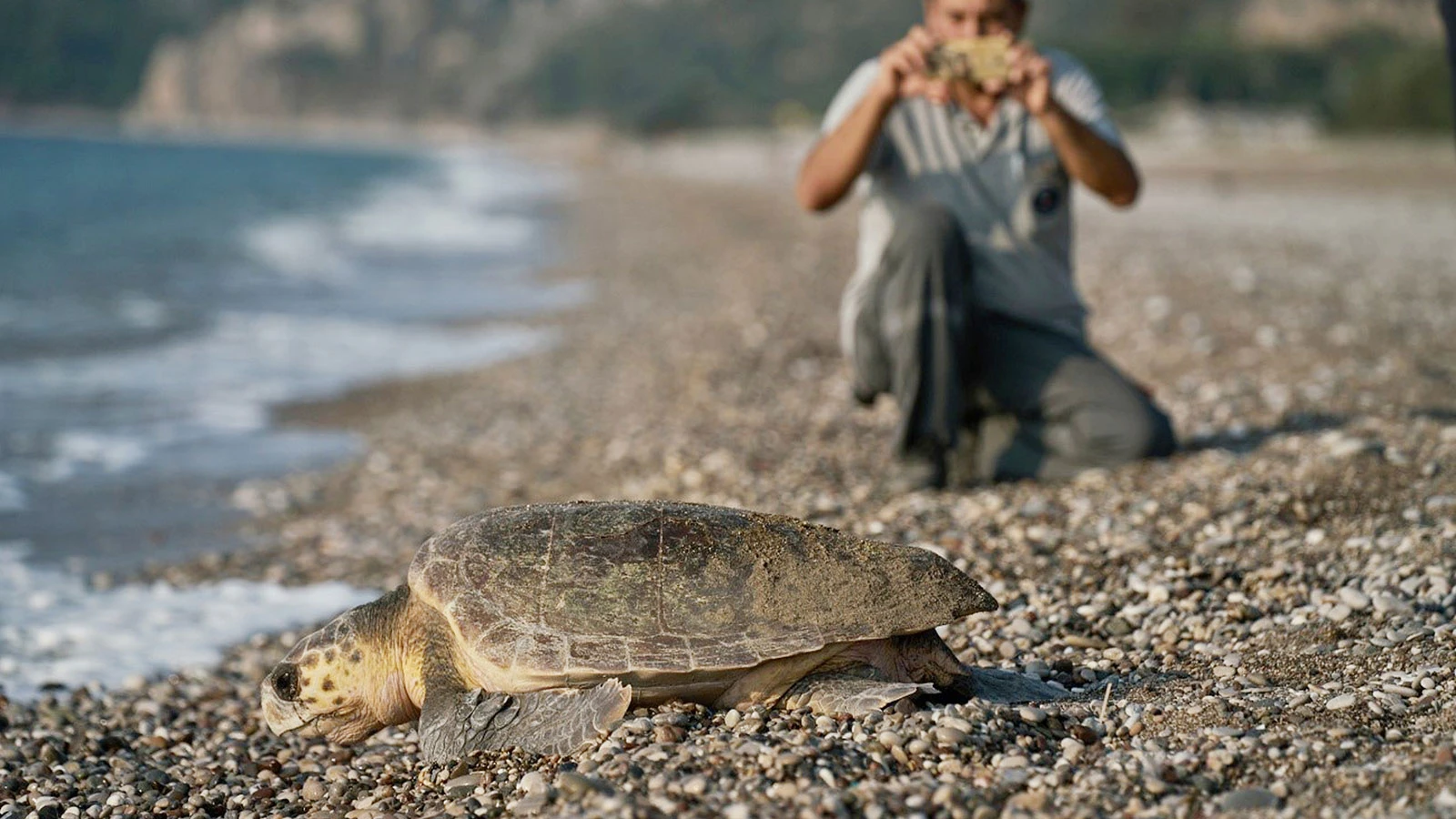 Caretta carettaların çiftleşme dönemi başladı: 'Rahatsız etmeyin'