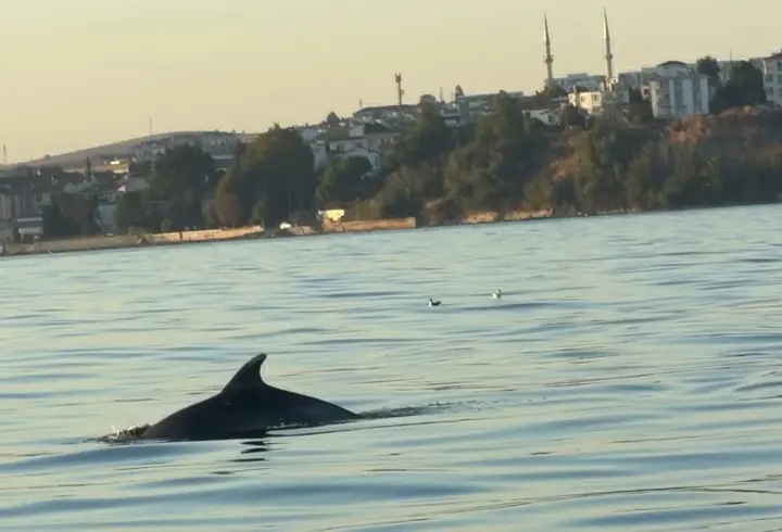  Tekirdağ açıklarında yunuslar tekneye eşlik etti