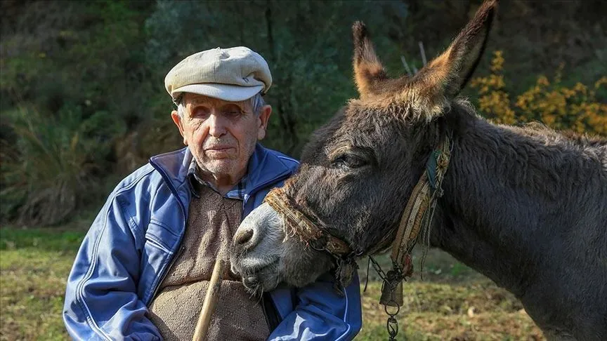 Görme engelli Raif dede yolunu 24 yıldır eşeği "Magare" sayesinde buluyor