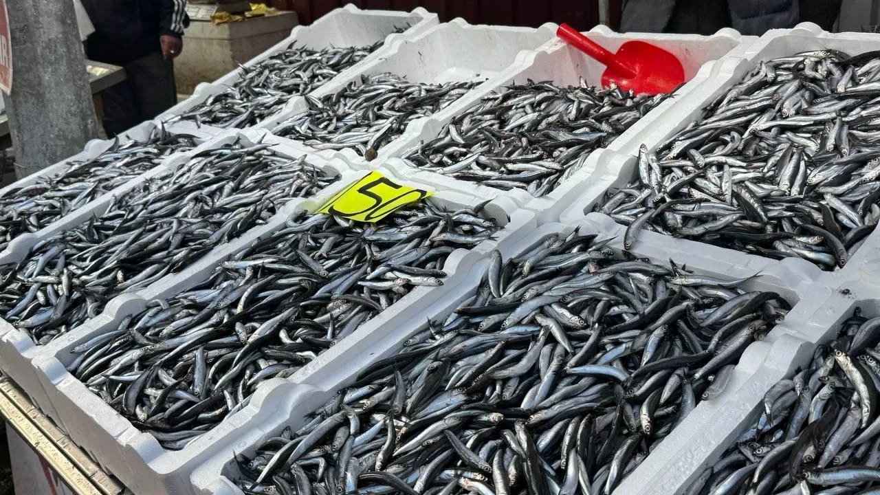 Bolluk sona erdi: Hamsi fiyatı üçe katlandı