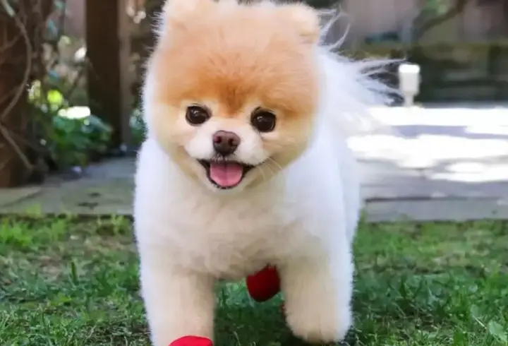 Süs Köpeği Özellikleri Nelerdir? Süs Köpeği Bakımı Nasıl Yapılır?