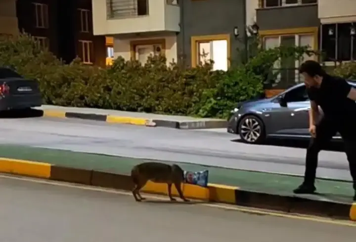Başına poşet takılan çakal vatandaşın imdadına yetişti