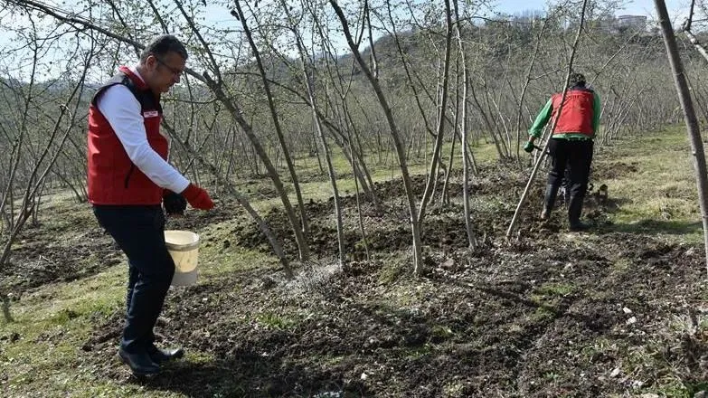 Fındık üretiminde doğru gübreleme verim ve kaliteyi artırıyor