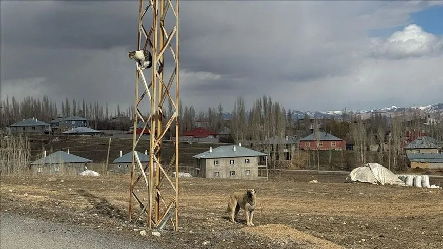 Van'da sahipsiz köpeklerin saldırdığı kedi direkte mahsur kaldı
