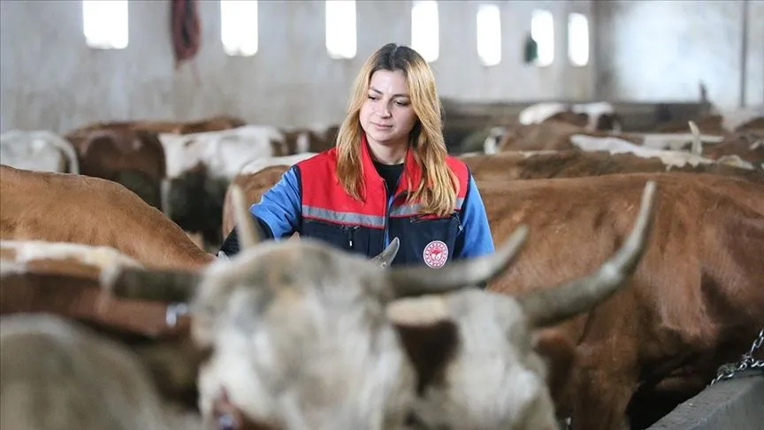 Kars'ta septisemi aşısıyla buzağı kayıplarının önüne geçilmesi hedefleniyor