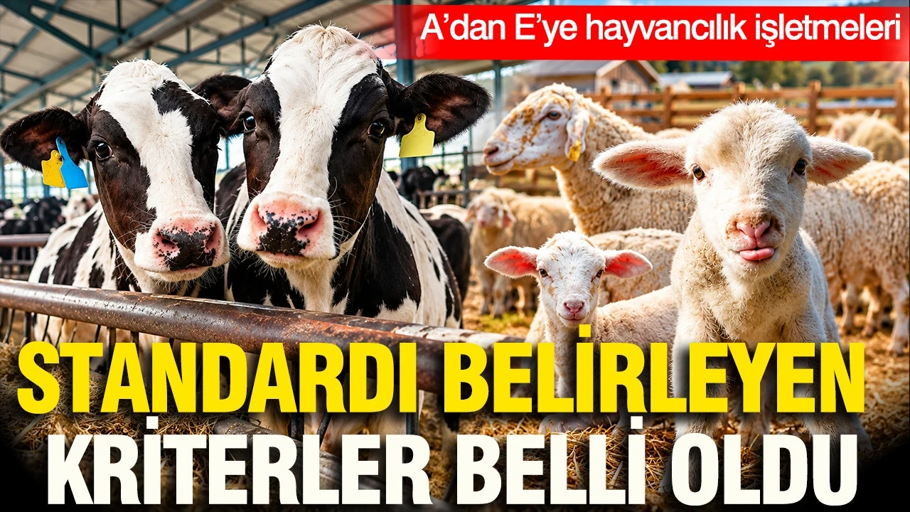 A’dan E’ye Hayvancılık İşletmeleri: Standardı Belirleyen Kriterler Belli Oldu