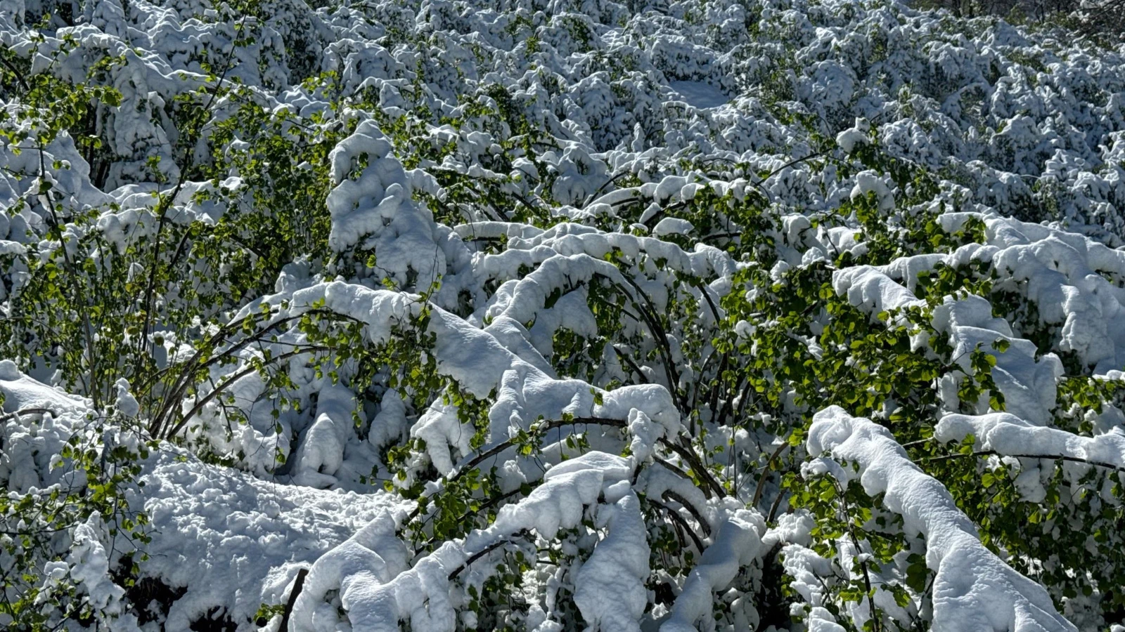 Trabzon'da 'zirai don' etkisi; yüzde 25'lik zarar!