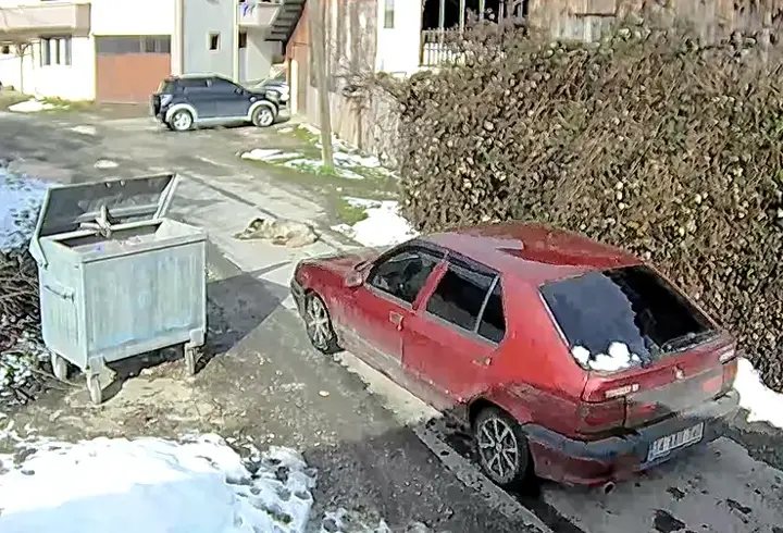 Üzerinden otomobil geçen köpek yürümeye başladı 