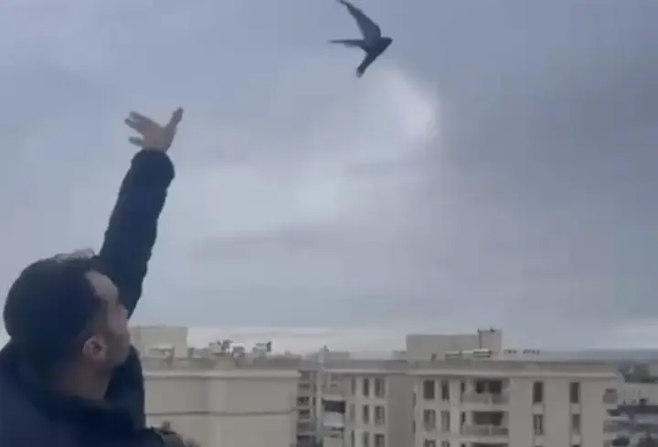 Mardin’de bitkin halde eve giren ebabil kuşu doğaya bırakıldı