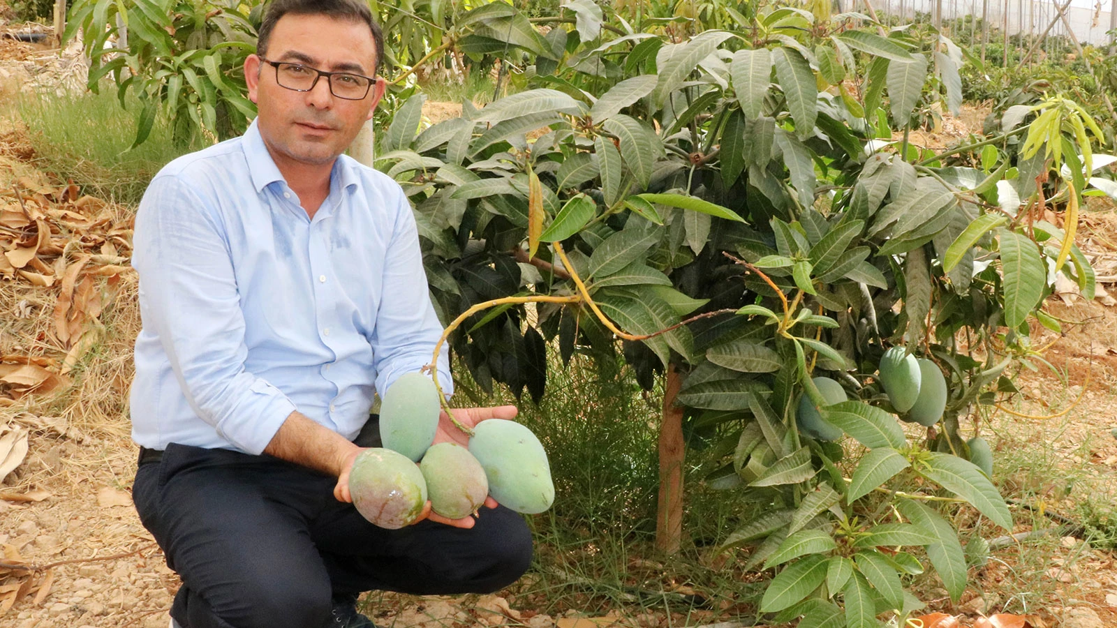 Üreticiden tüketiciye çağrı: Yerli mangoyu tercih edin