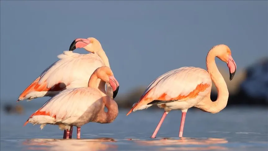 Kastamonu'da Ezine Çayı'na gelen flamingolar renkli görüntüler oluşturdu