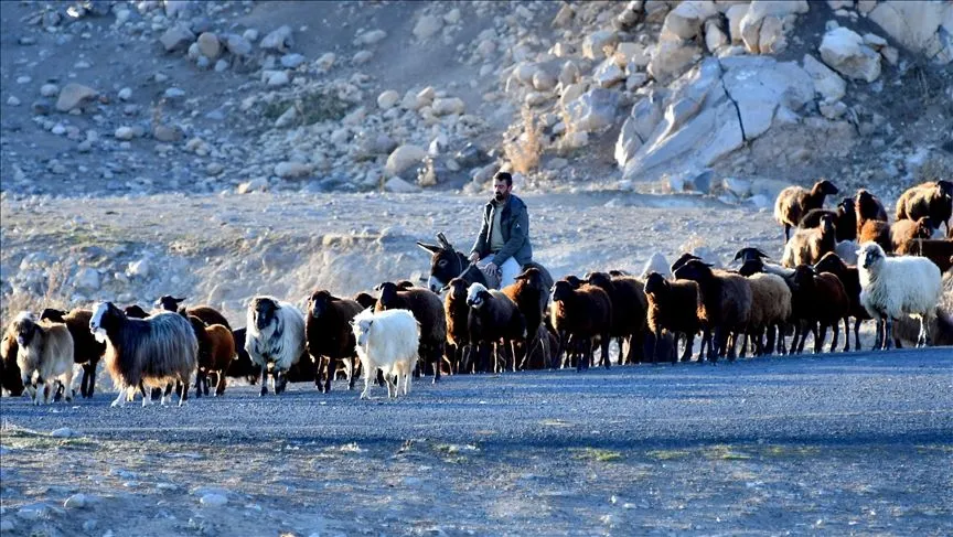 Kars yaylalarındaki göçerlerin dönüş yolculuğu devam ediyor