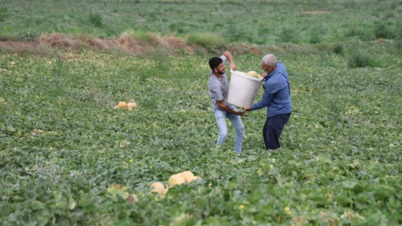 Aracıyı devreden çıkardı, sudan ucuza satmaya başladı: Hem üretici hem vatandaş kazandı