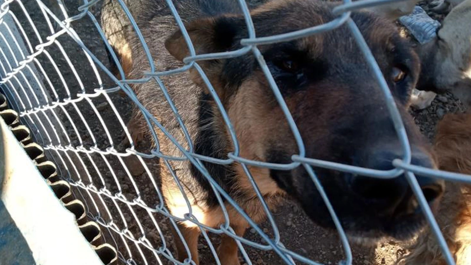 Yozgat'ta dehşet: Kürekle köpeğe şiddet uyguladı!