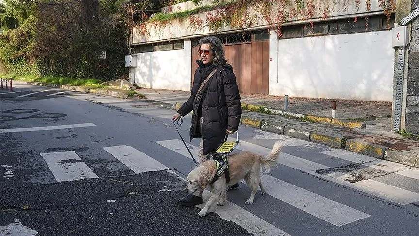 Rehber köpekler 2 yıllık eğitimle görme engellilerin yol arkadaşı oluyor