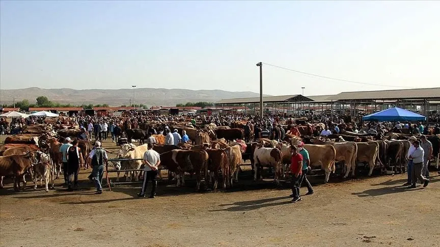 Şap hastalığı nedeniyle kapatılan hayvan pazarlarının açılmasına devam ediliyor