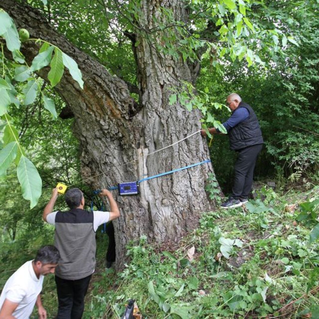 "350 yıllık" deniliyordu! Gerçek yaşı şaşırttı