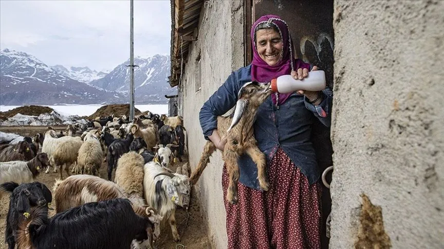 Tuncelili besiciler baharın müjdecisi oğlak ve kuzuları büyütme telaşında